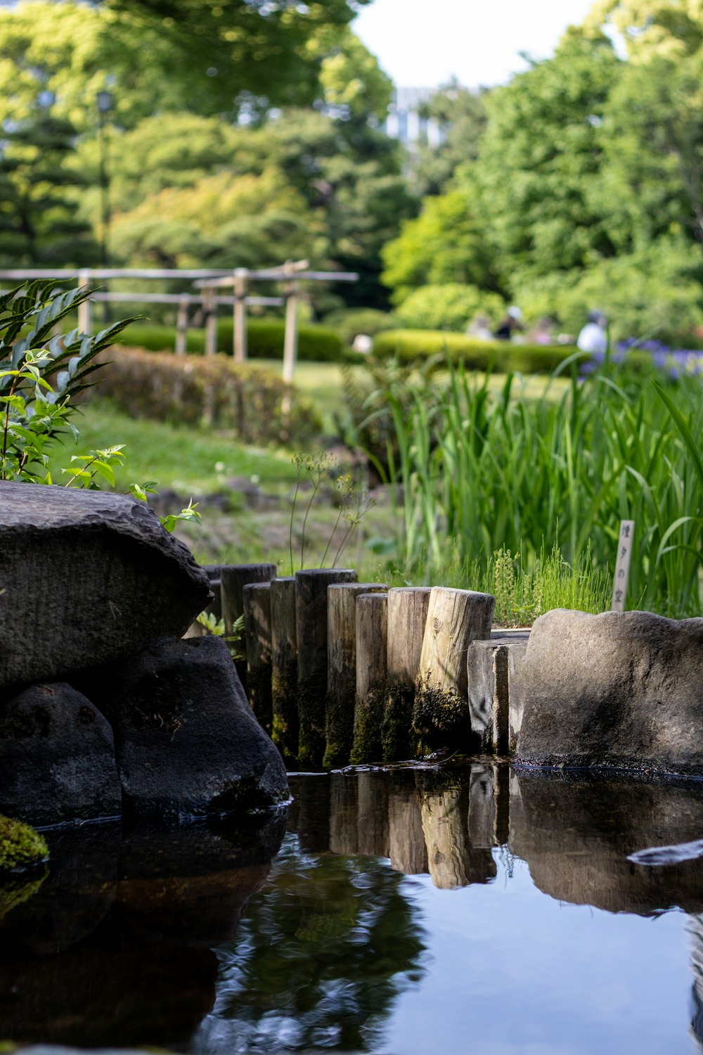 a pond in a park with rocks and grass