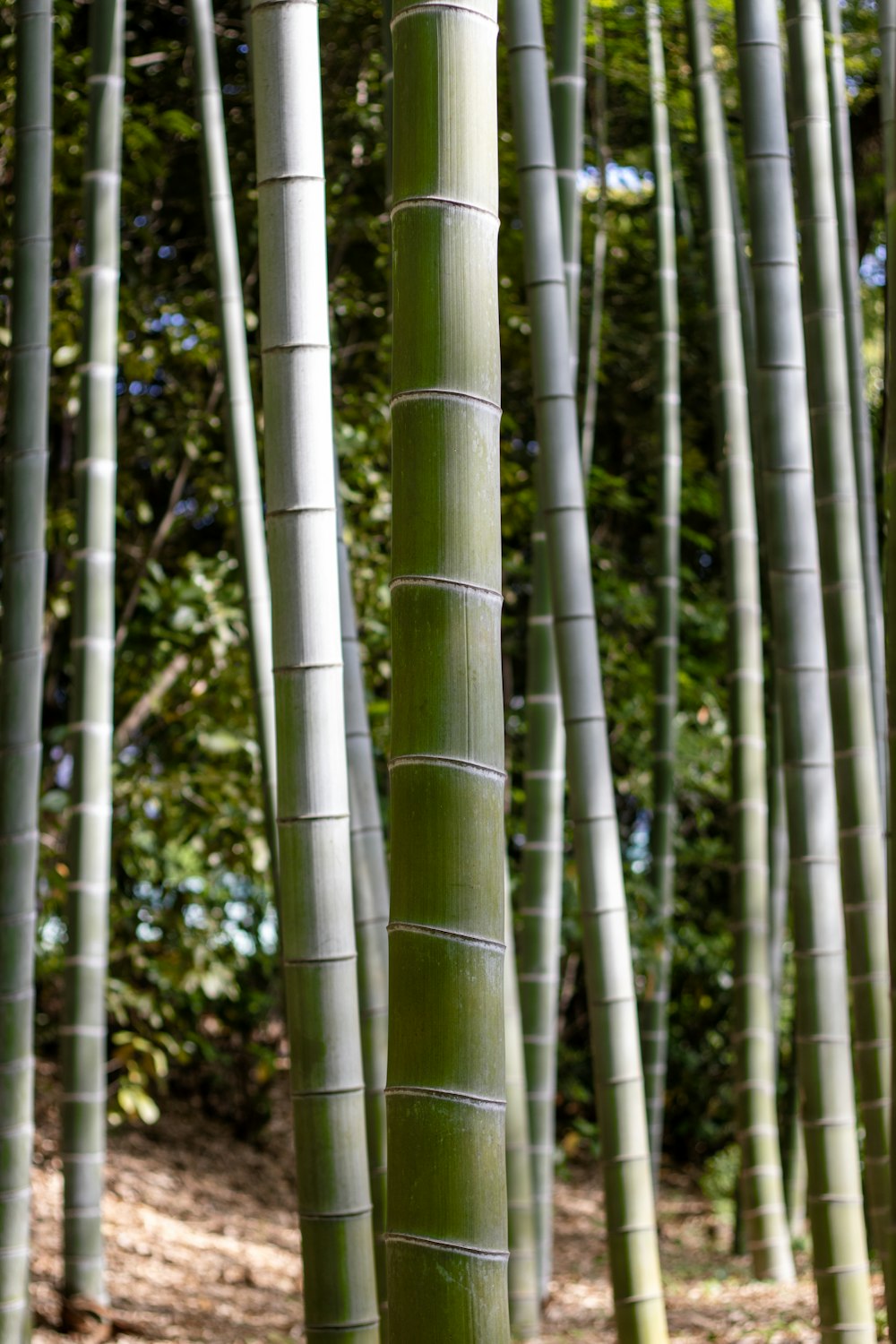 a group of tall bamboo trees in a forest