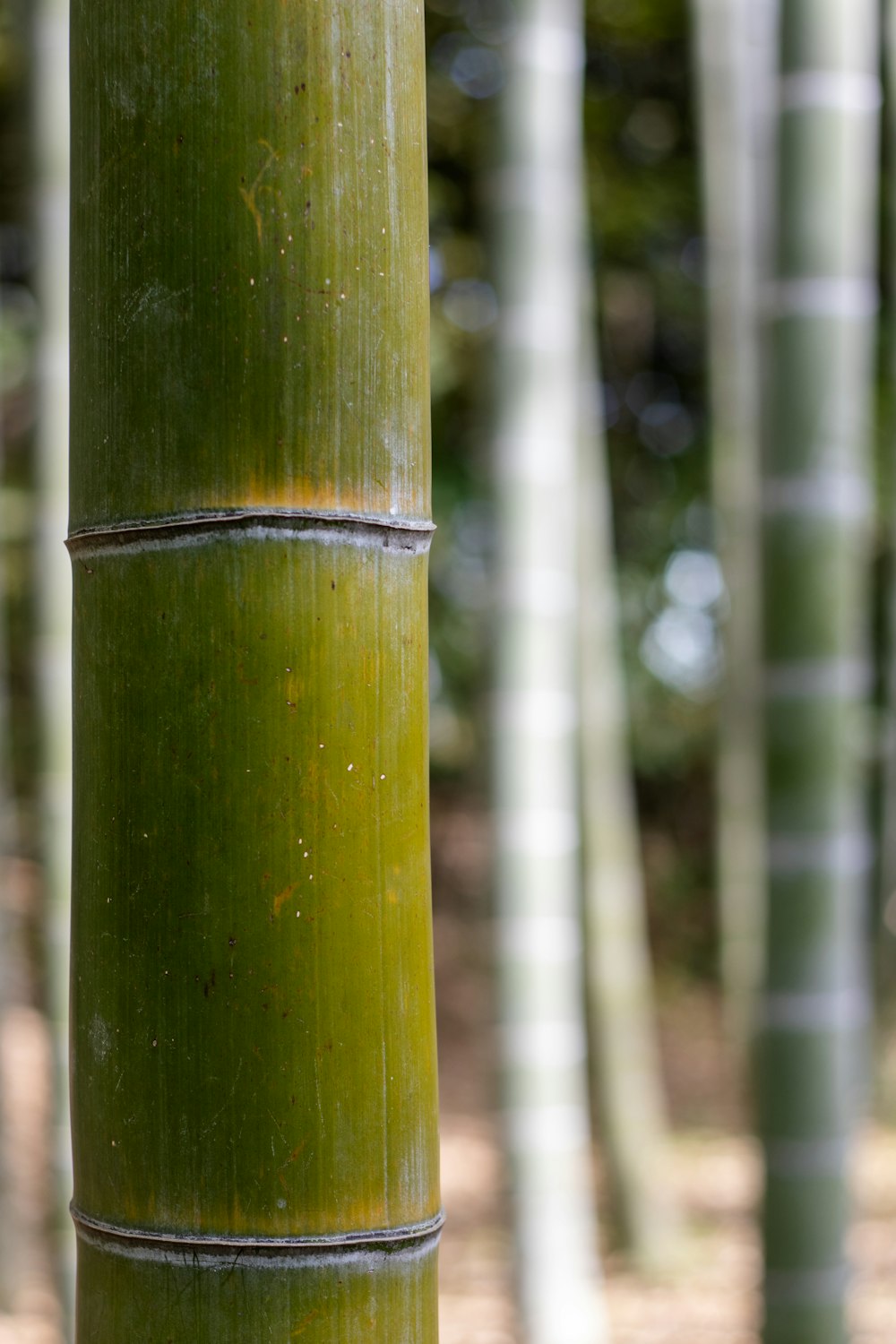 a tall green bamboo tree in a forest