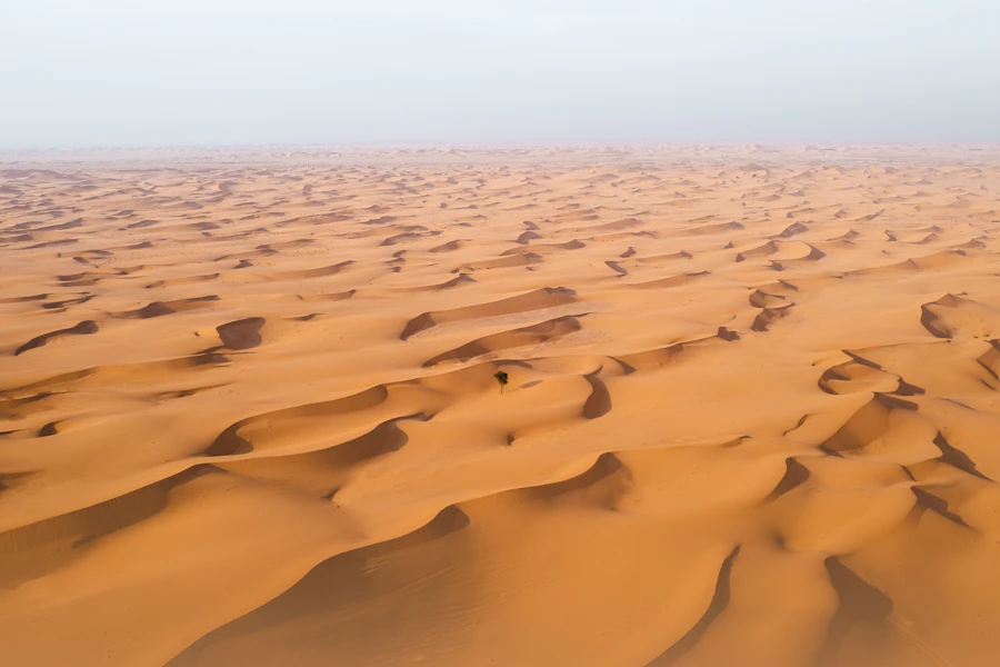 Private desert safari & falconry