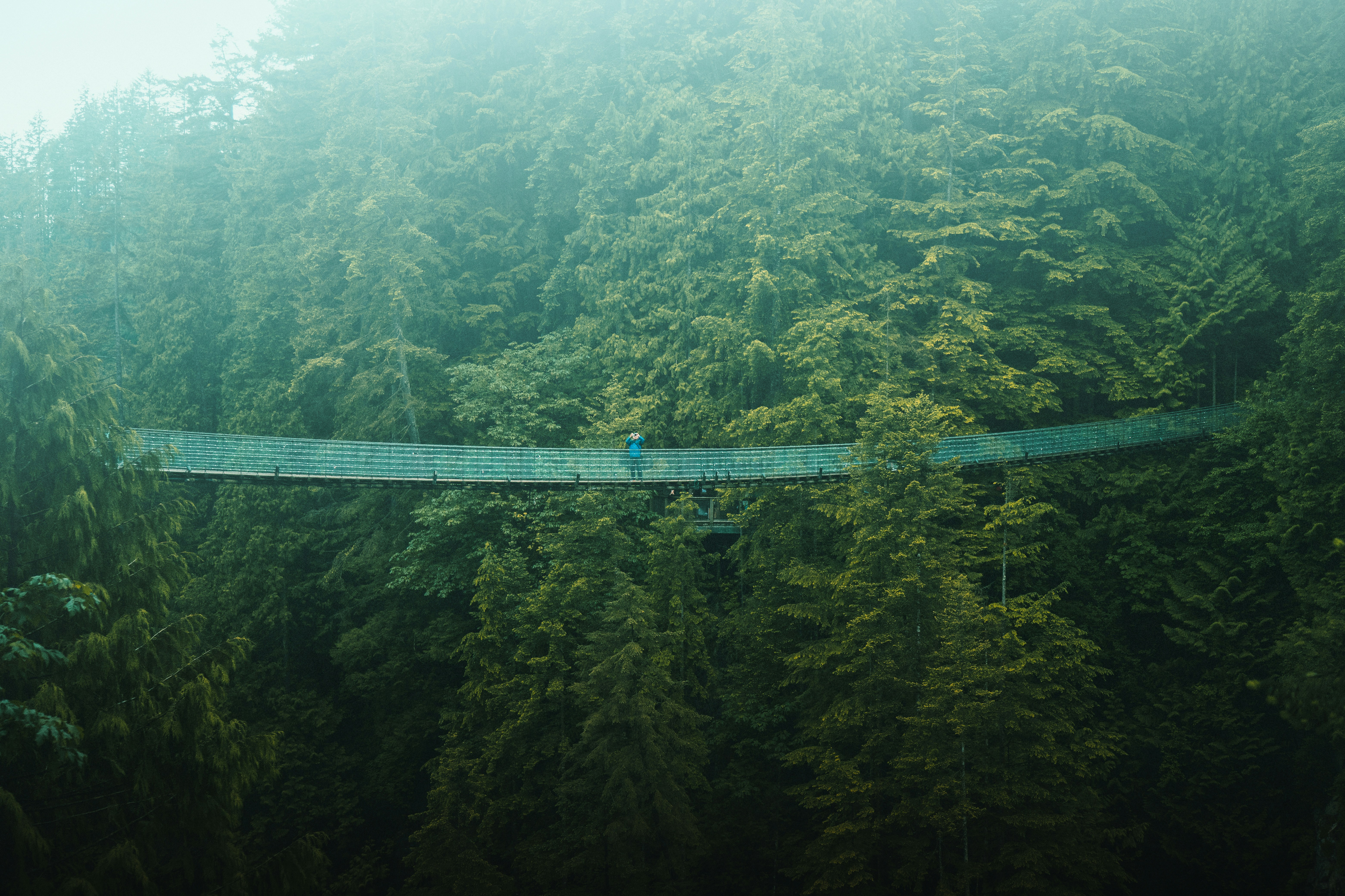 Un pont au milieu d’une forêt