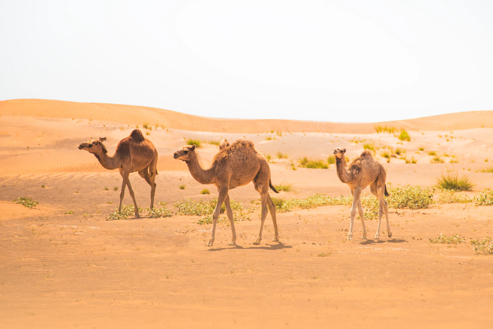 Camels in the dunes near Dubai; their milk was once a daily food in the desert