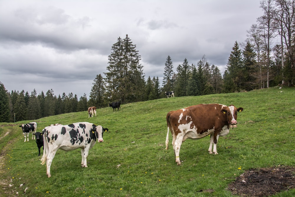 a herd of cows grazing on a lush green hillside