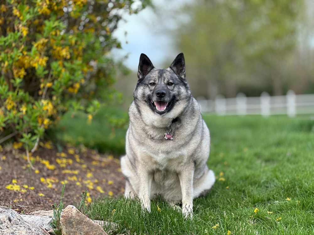 a dog sitting in the grass with its mouth open