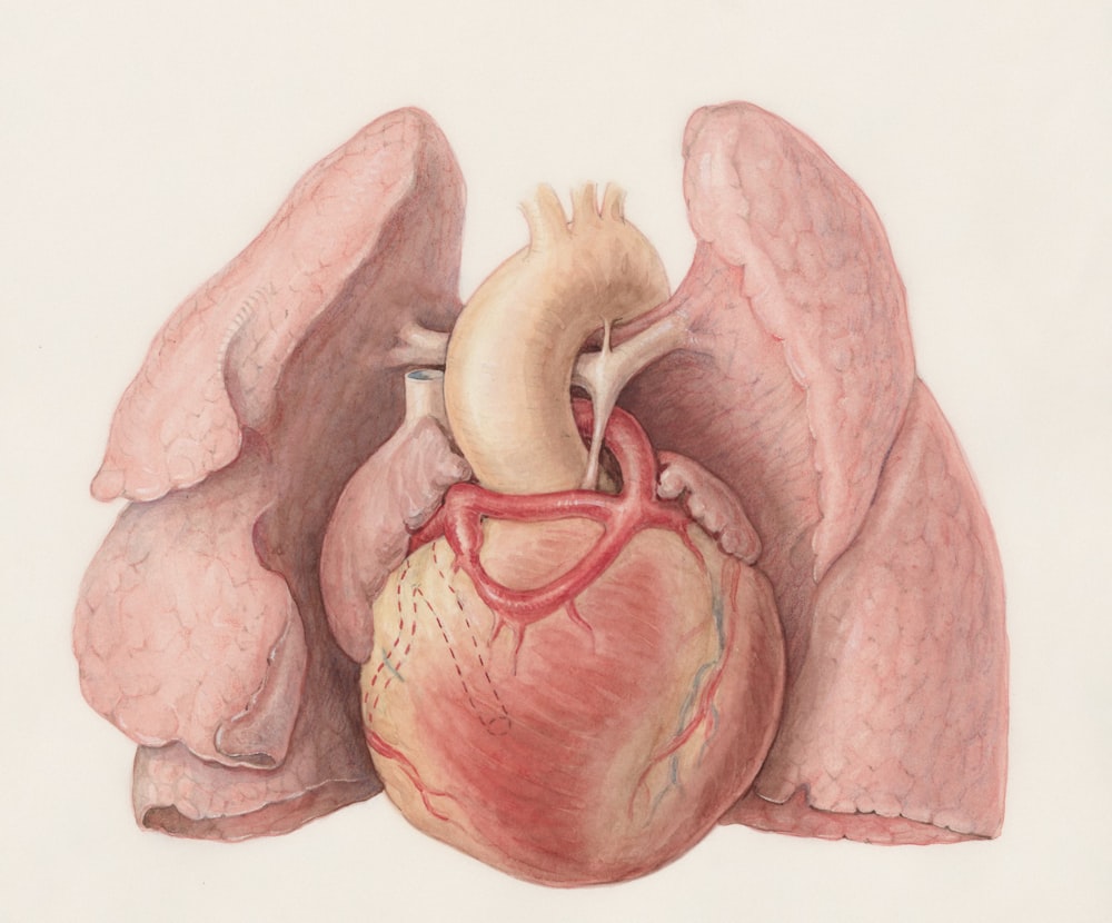 a drawing of a human heart and lungs