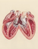 a drawing of two human heart valves