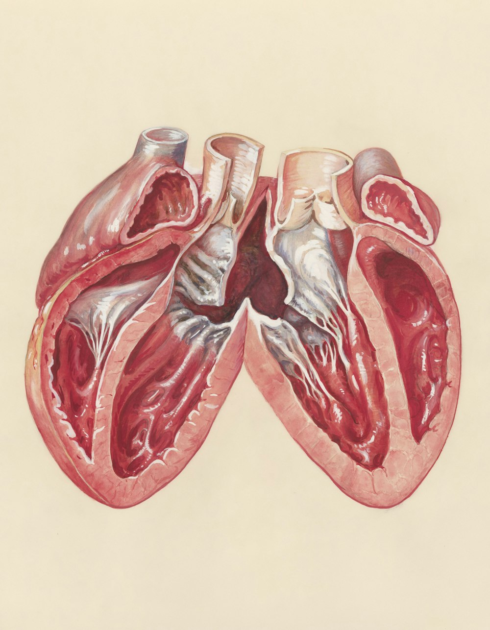 a drawing of two human heart valves