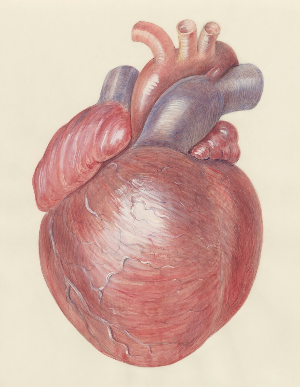 a drawing of a human heart