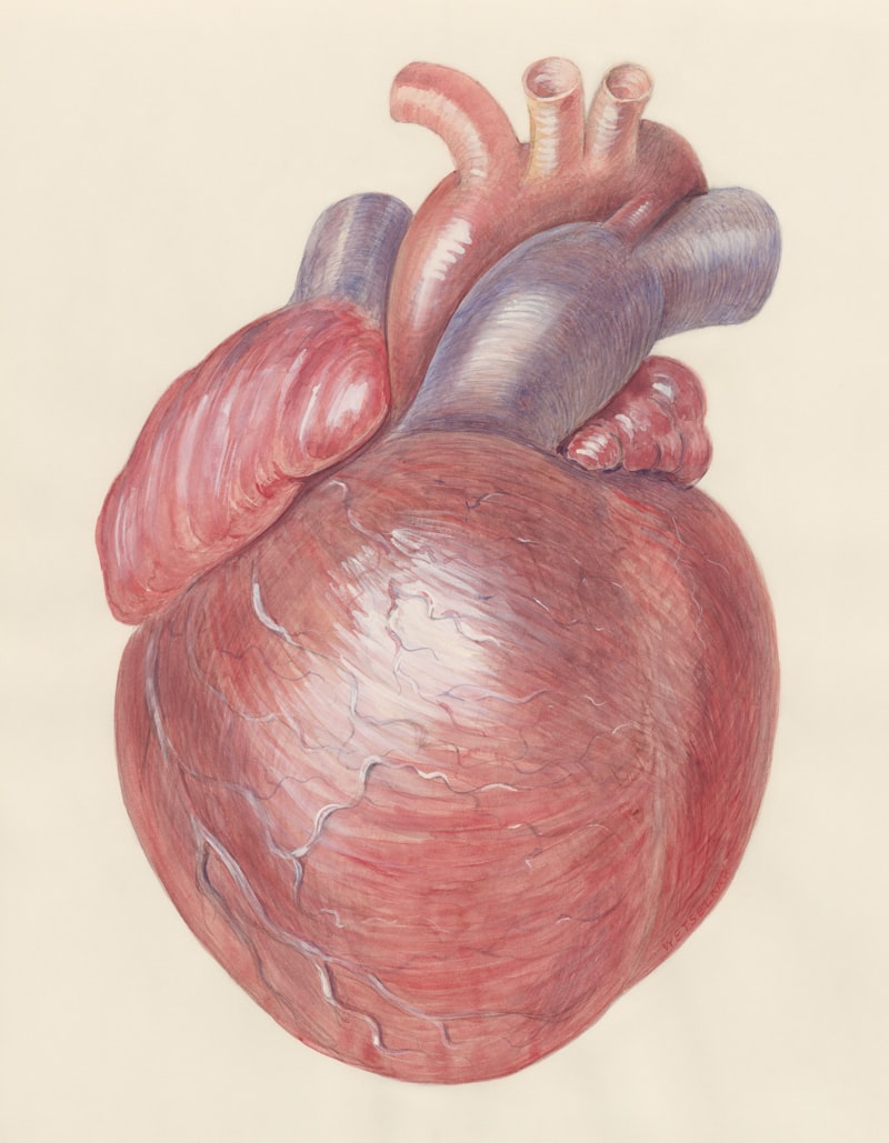 Illustrazione anatomica del cuore, simbolo di arteriosclerosi
