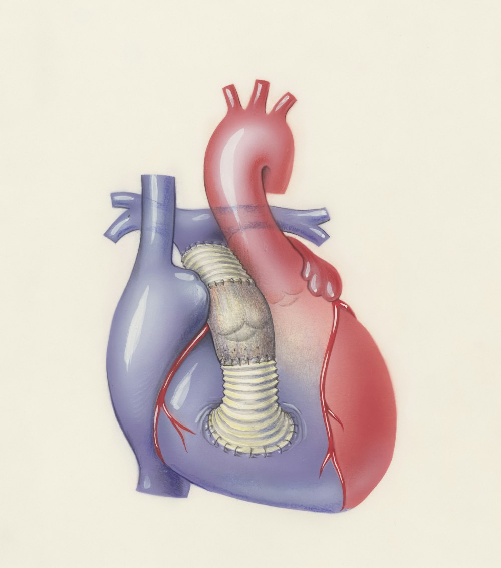 a drawing of a heart and a vein on a white background