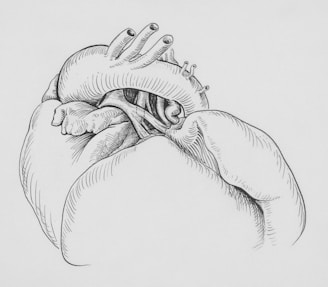 a drawing of a human heart