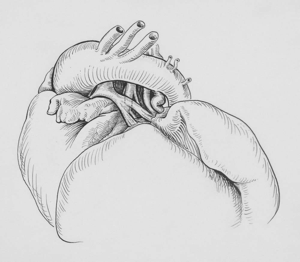a drawing of a human heart