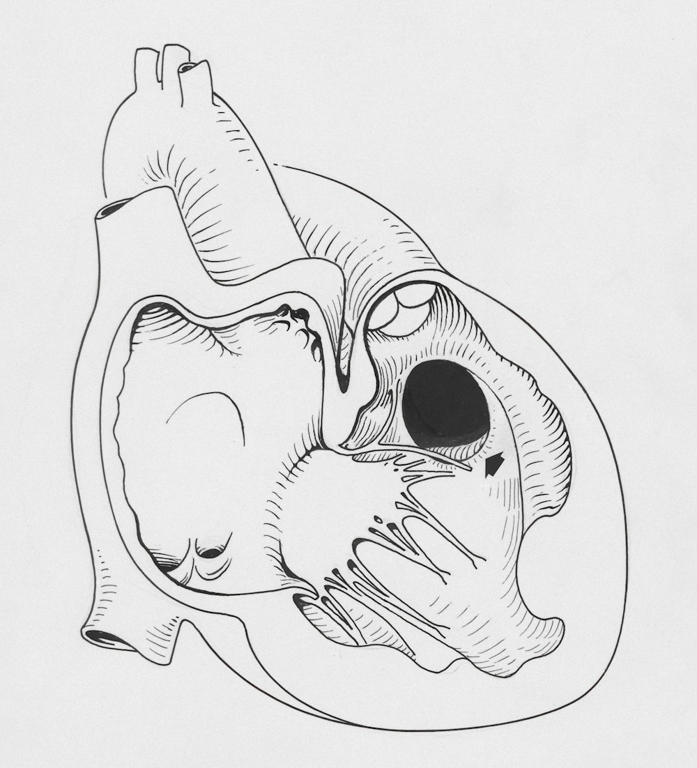 a drawing of a human heart