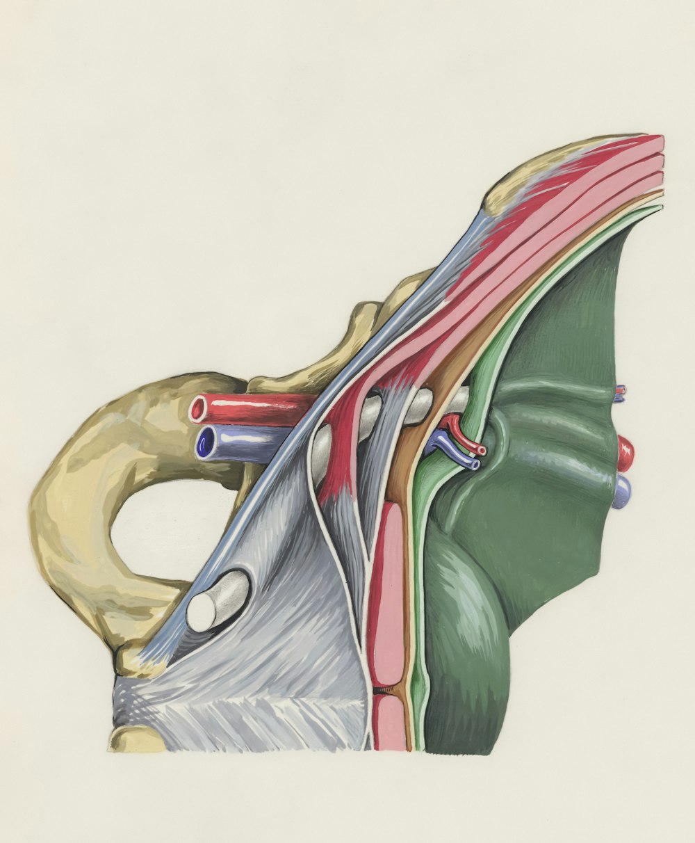 a drawing of a section of the human head