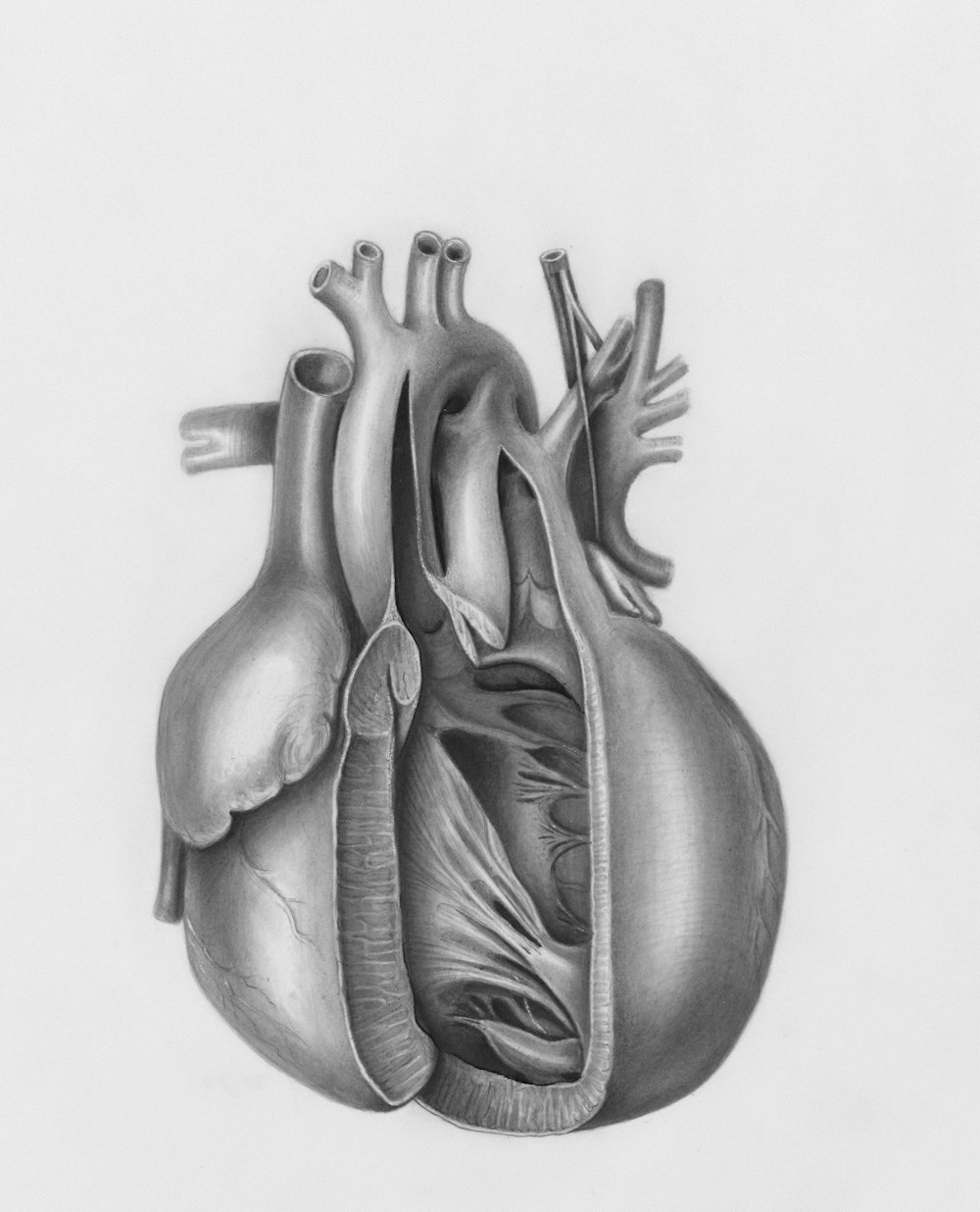 a drawing of a human heart