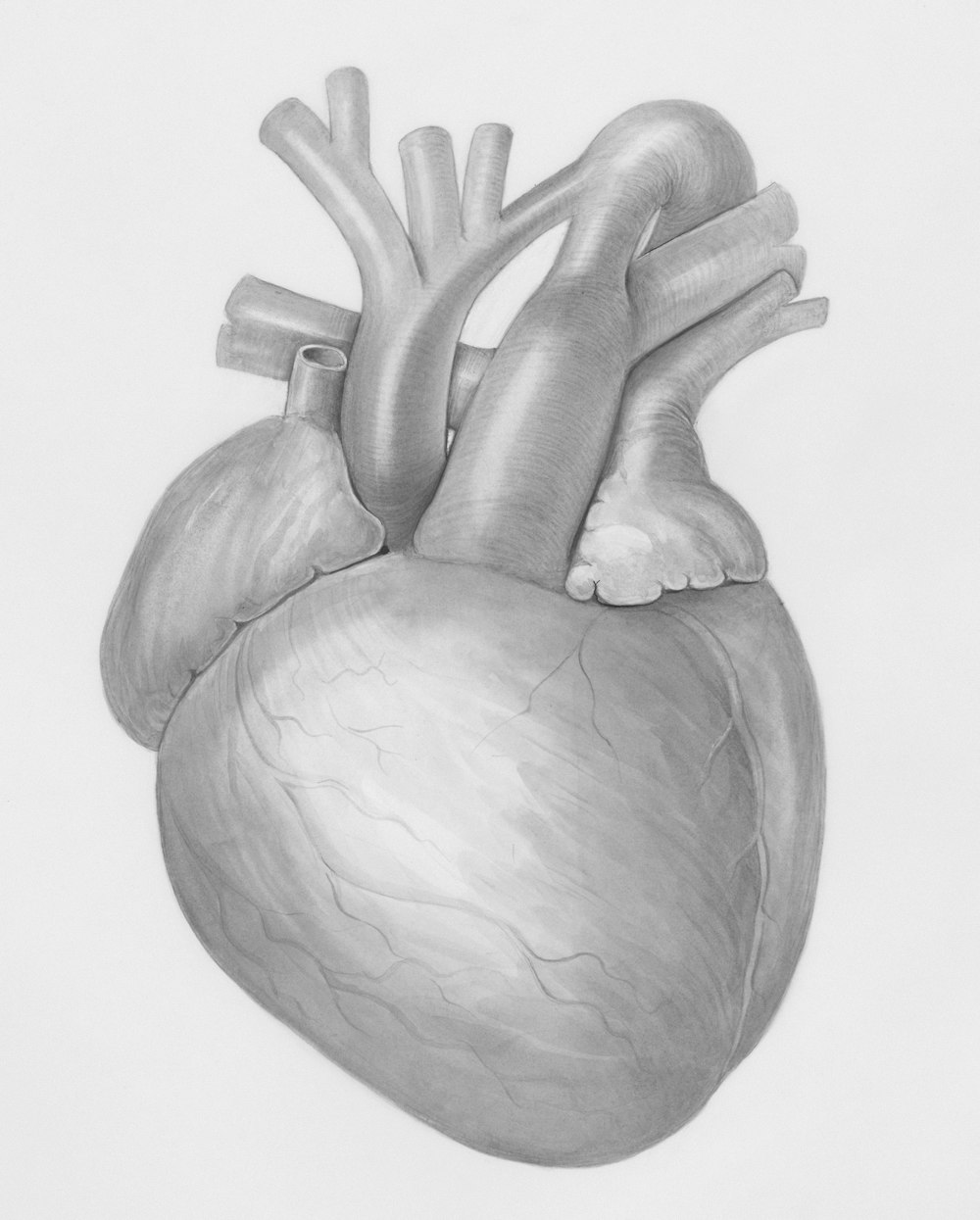 a drawing of a human heart