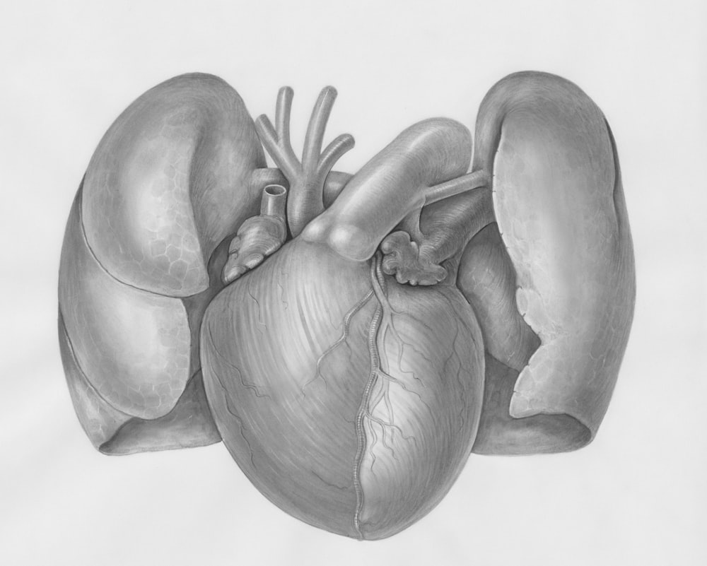 a drawing of a human heart with two valves