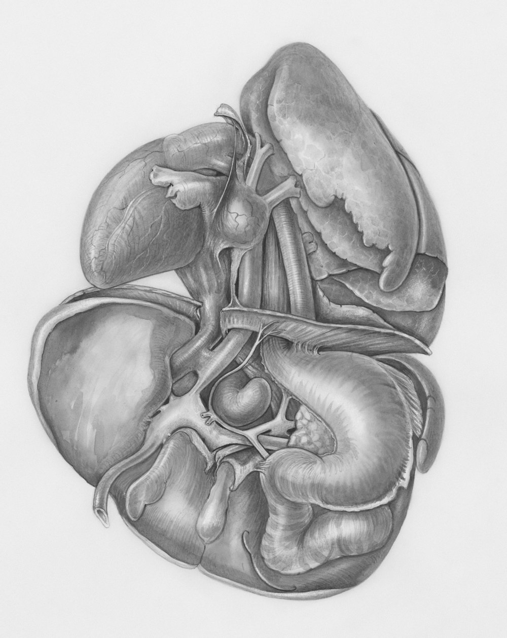 a drawing of a human heart