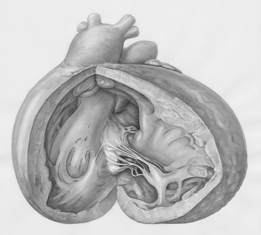 a drawing of the inside of a human heart
