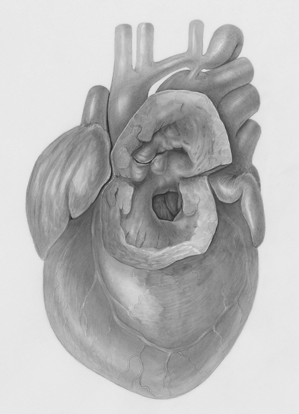 a drawing of a human heart