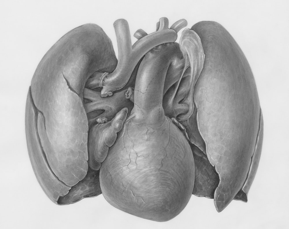 a drawing of the heart and lungs