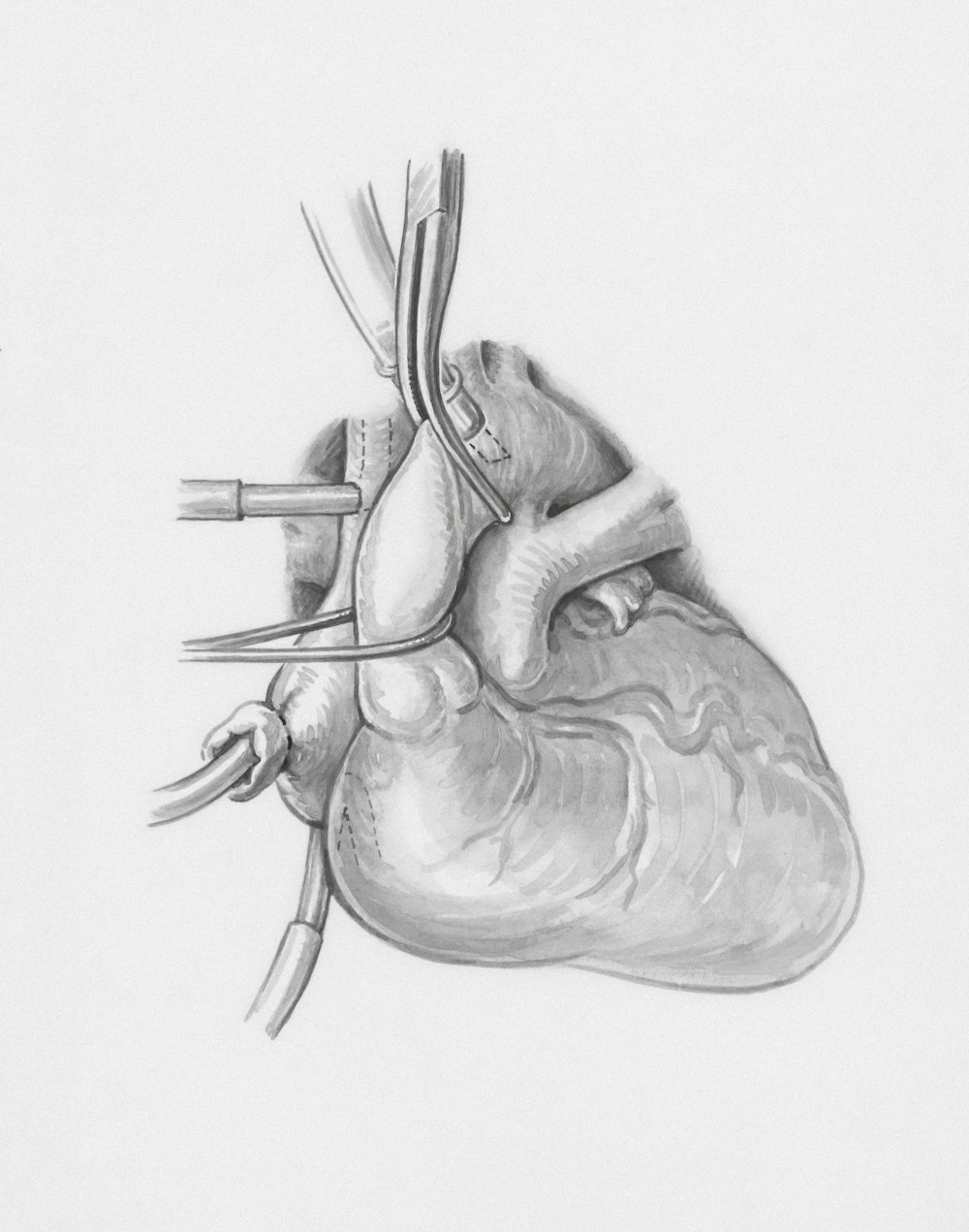 a drawing of a heart with a vein attached to it