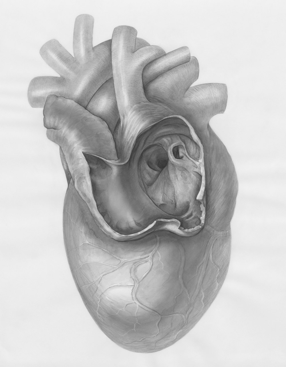 a drawing of a human heart