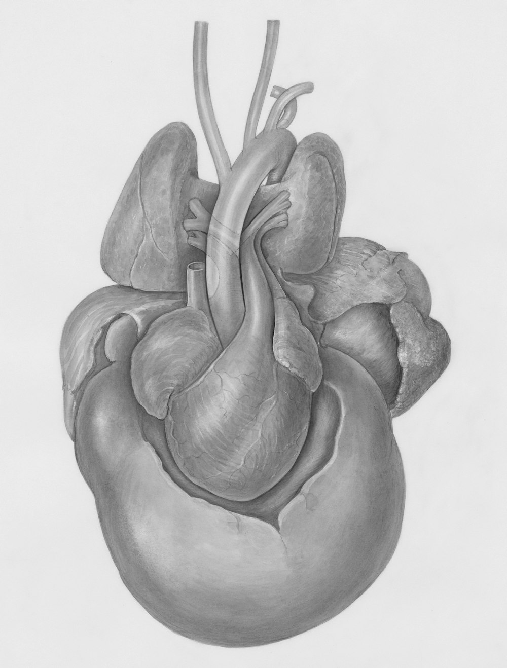 a drawing of a human heart