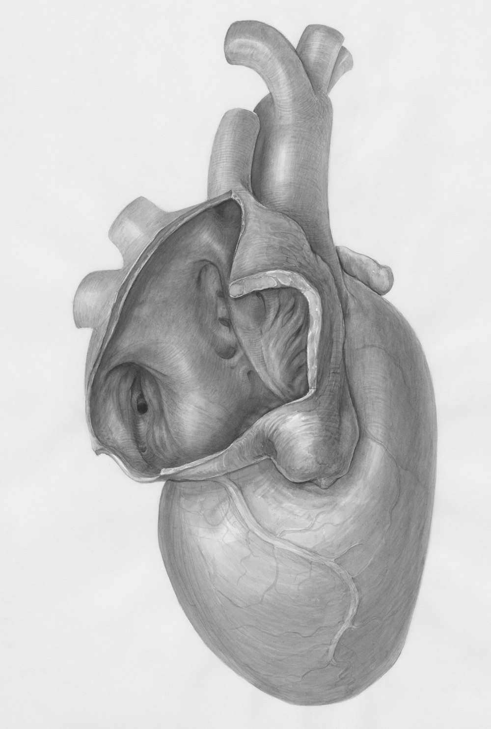 a drawing of a human heart