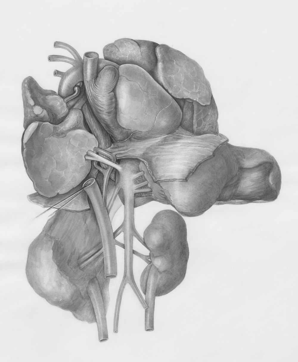 a drawing of the human heart