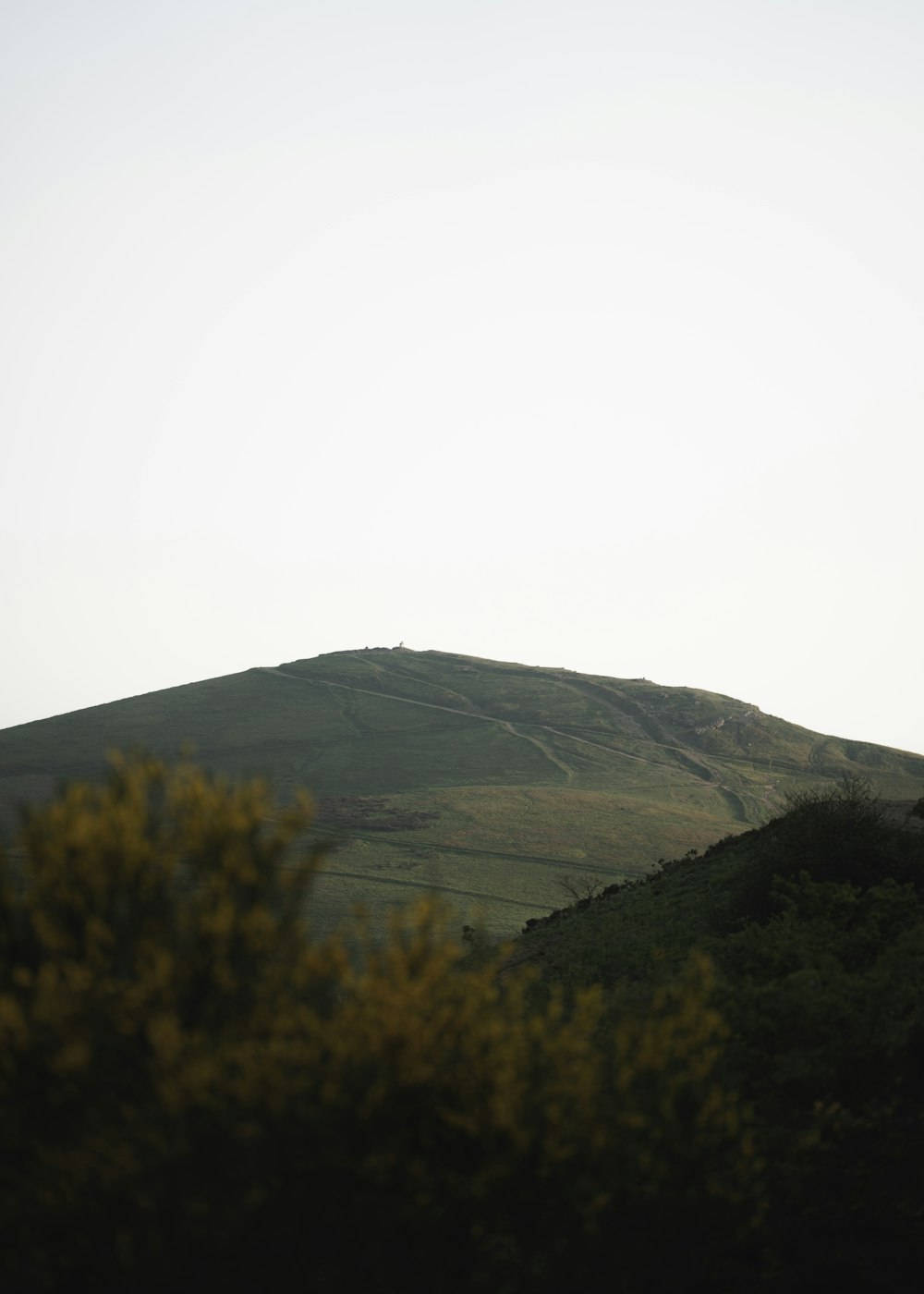 a hill with a tree in the foreground