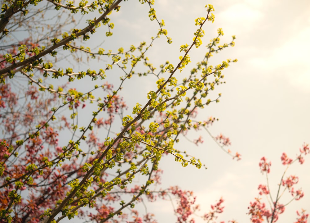 a tree with red flowers and green leaves