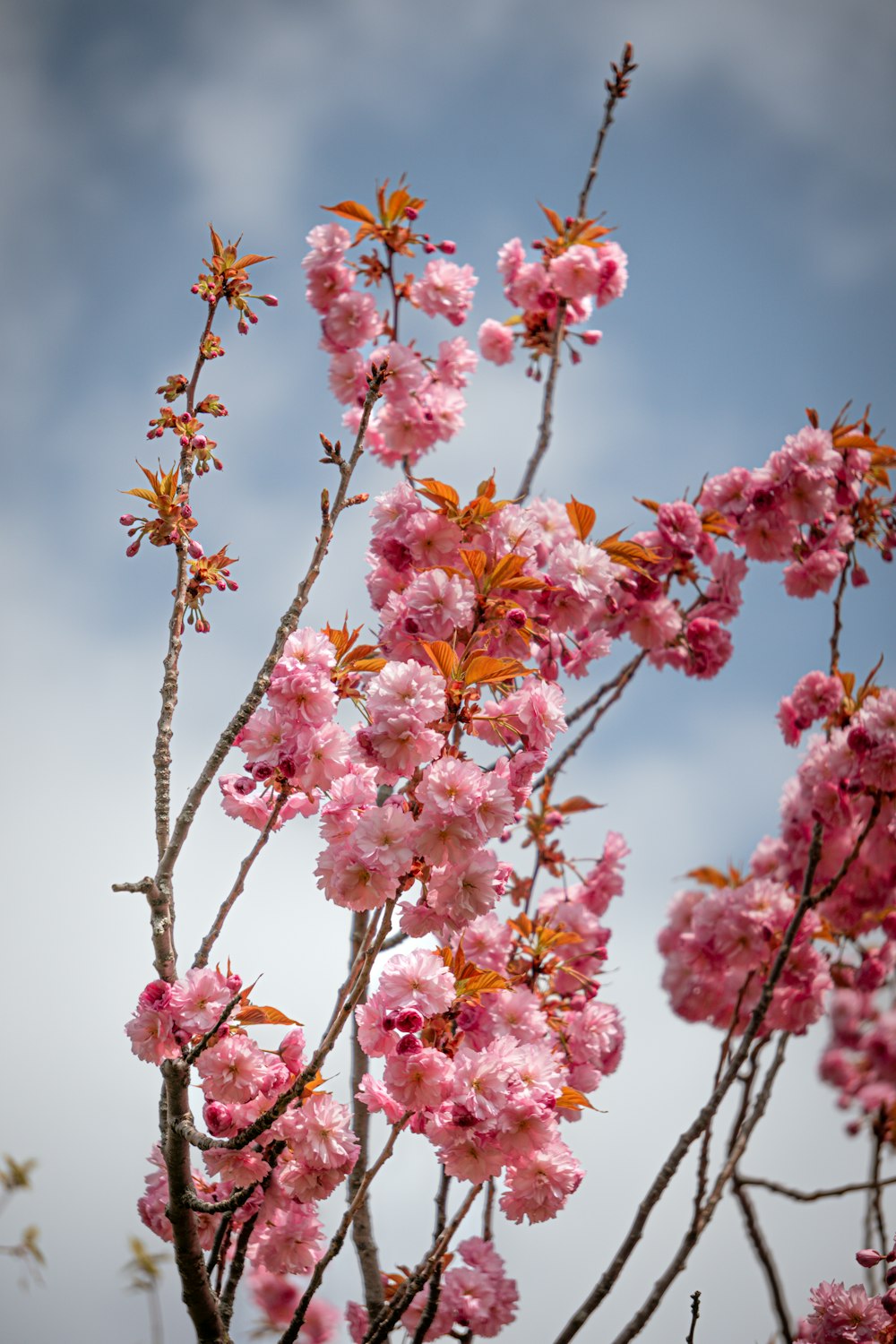 a tree with lots of pink flowers on it