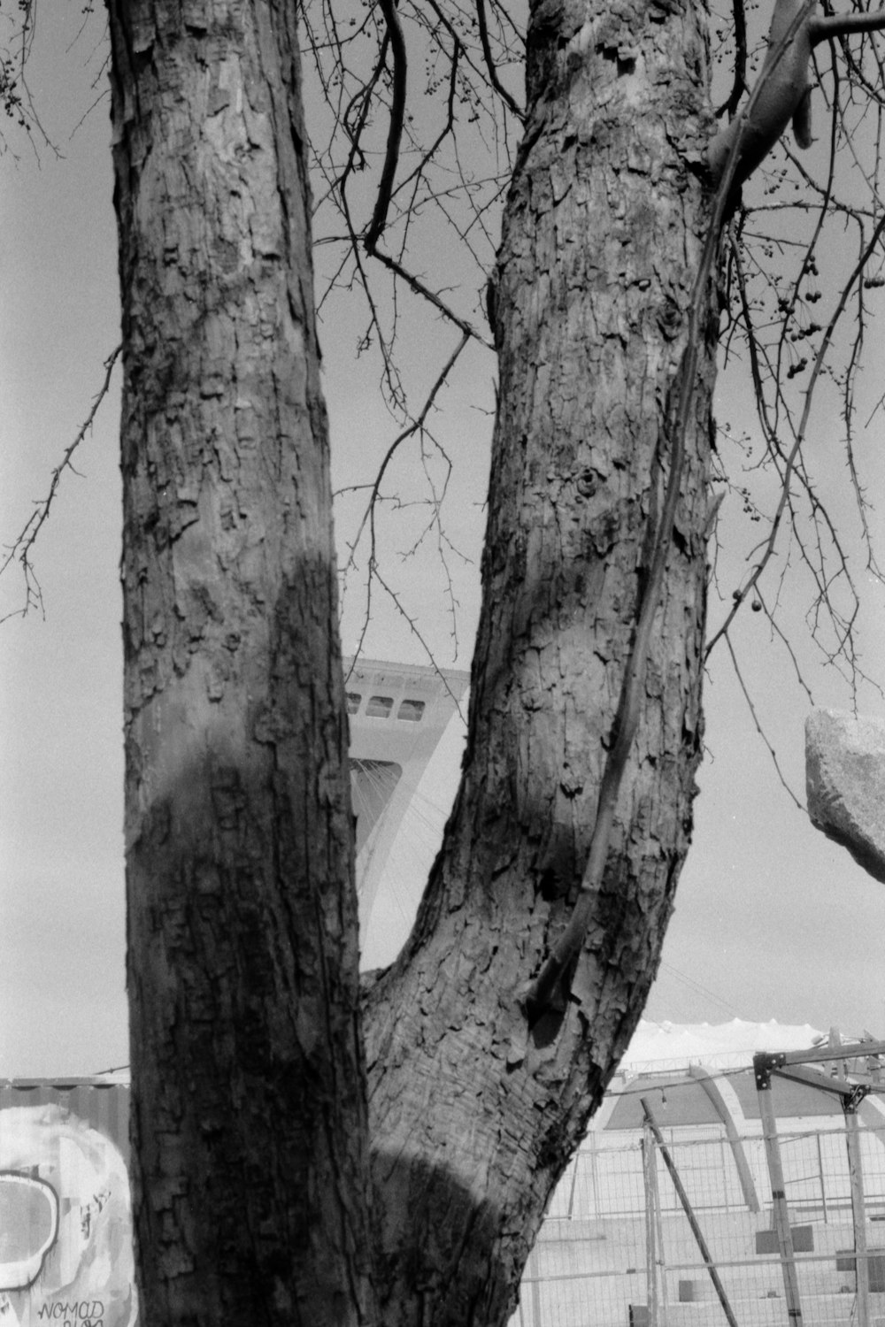 a black and white photo of a tree and a fence