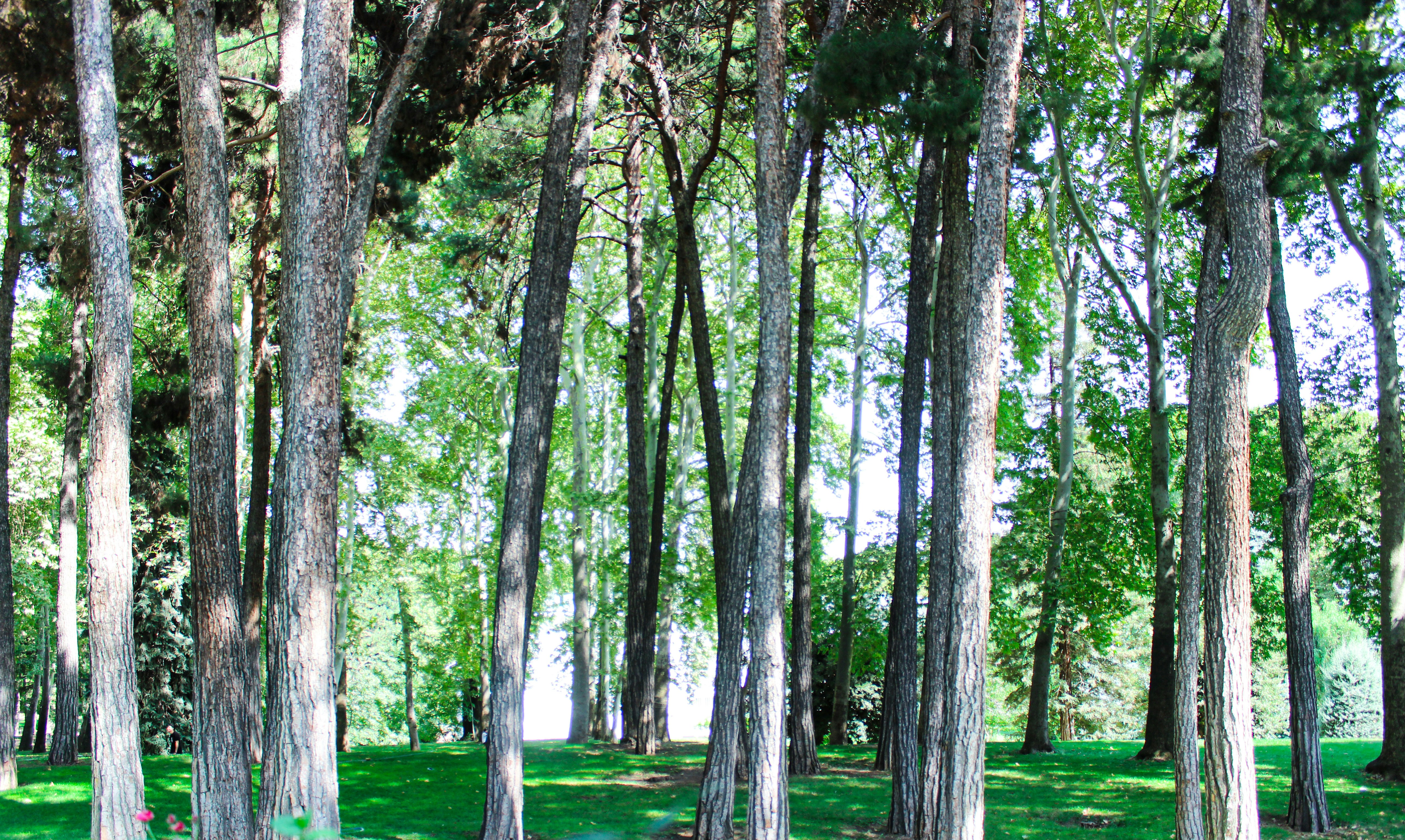 a park bench sitting in the middle of a forest