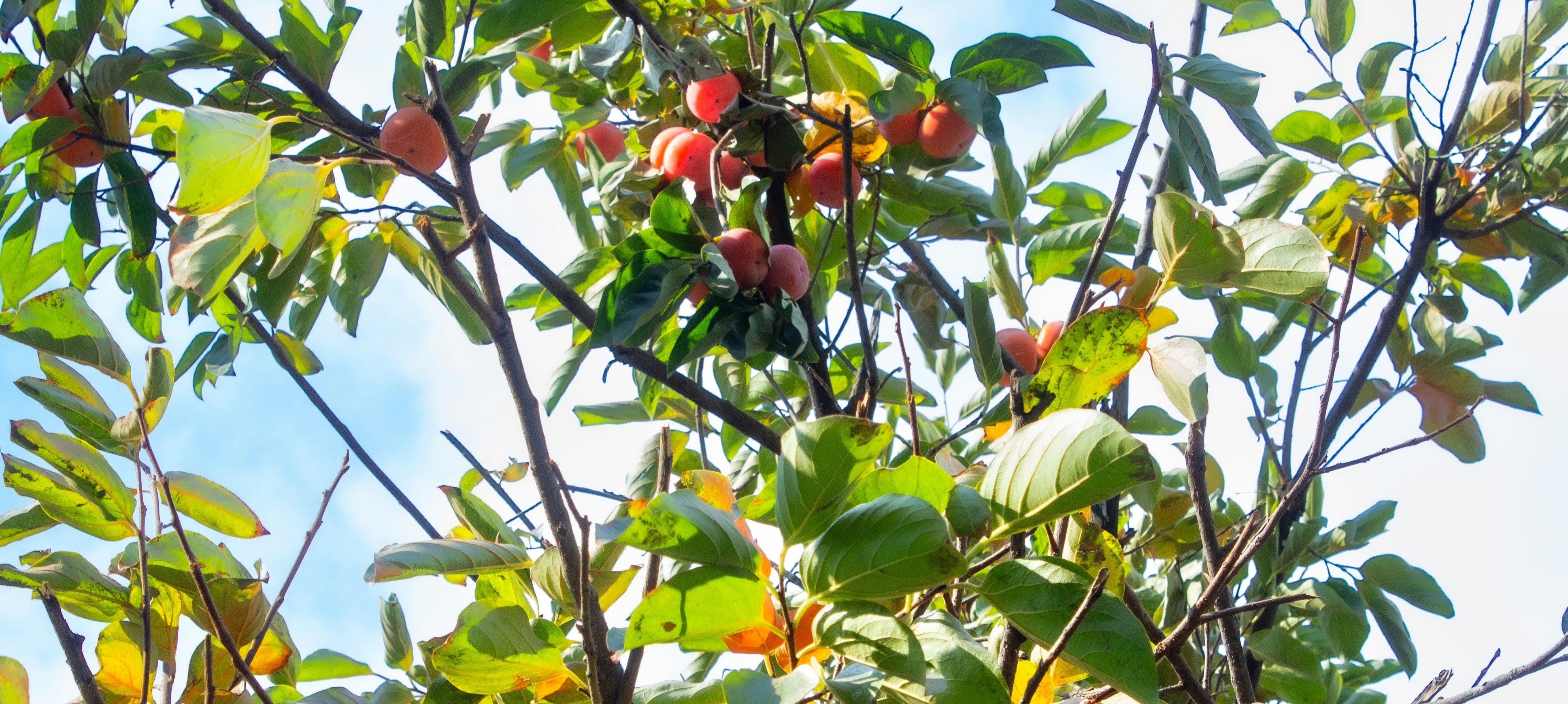 a tree filled with lots of green leaves