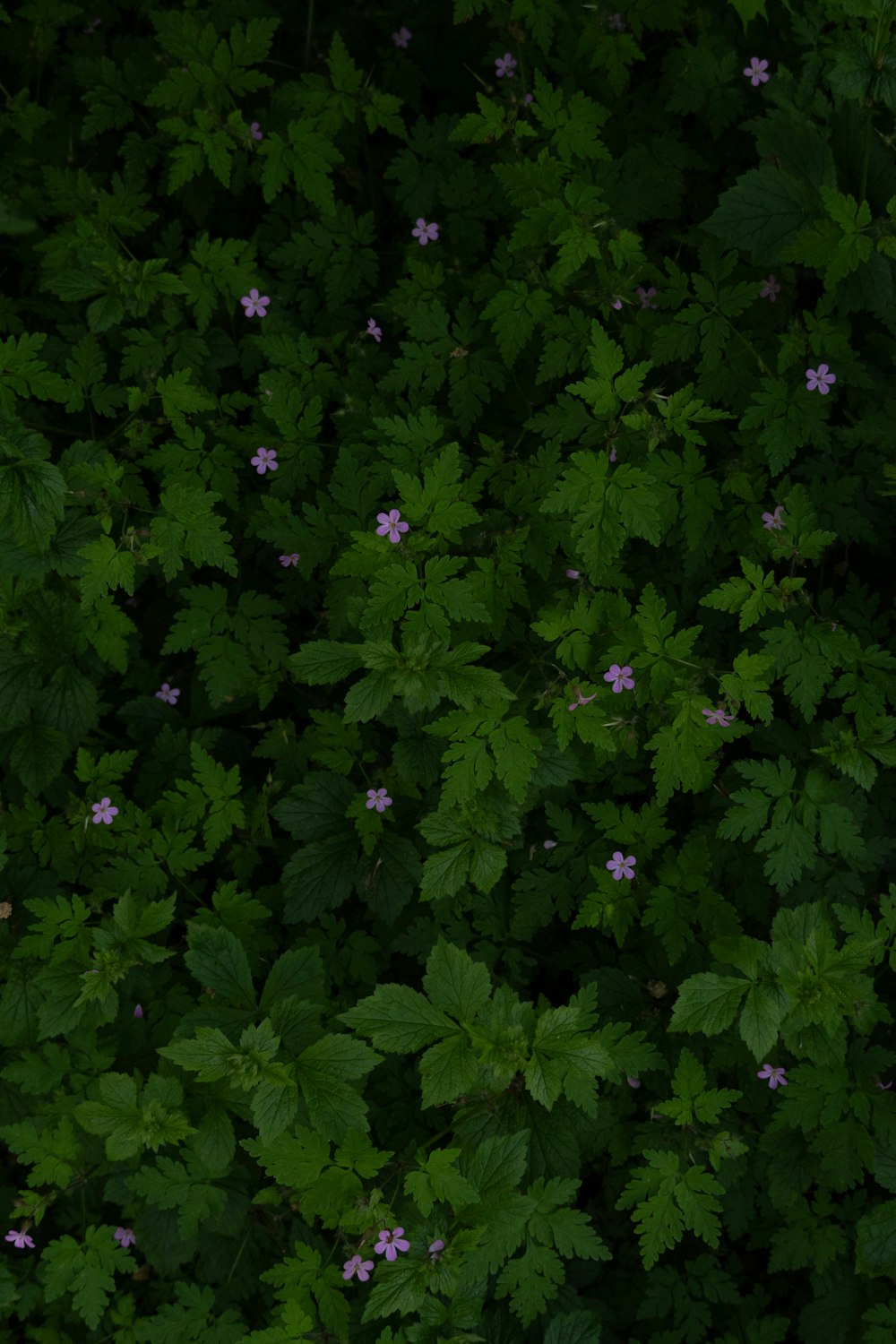 a bunch of green leaves and purple flowers