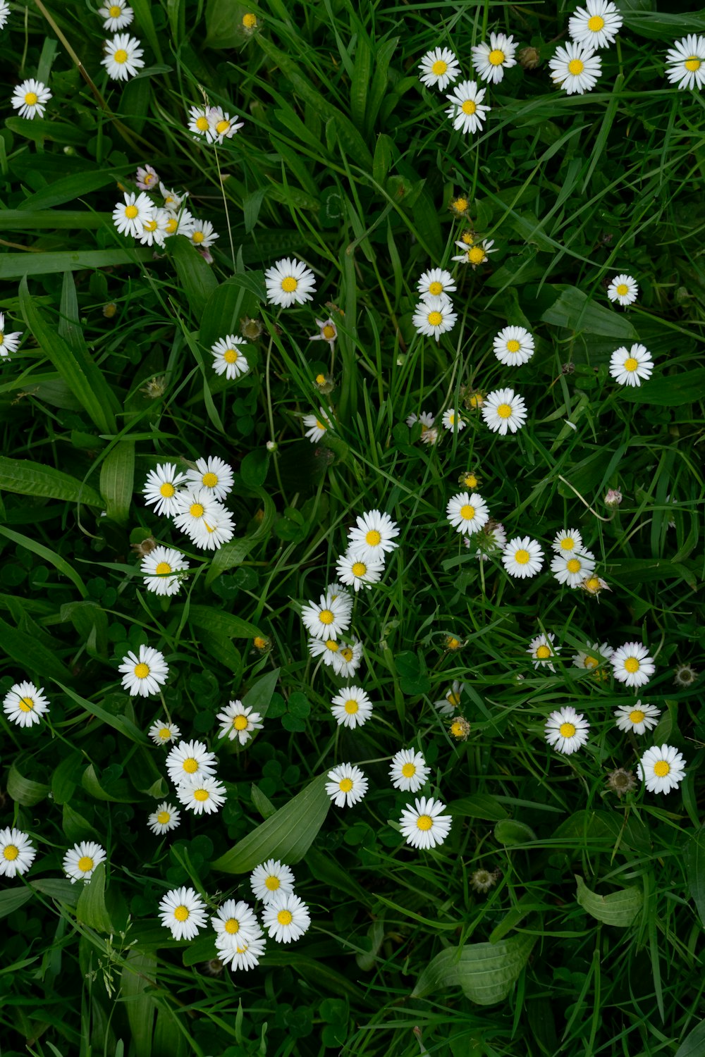 a bunch of daisies that are in the grass