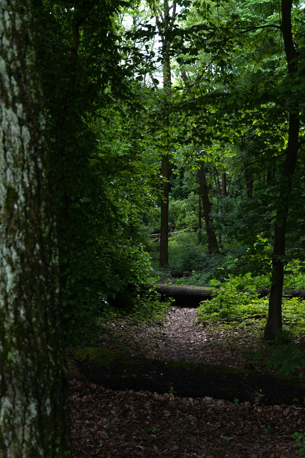 a path in the middle of a forest surrounded by trees