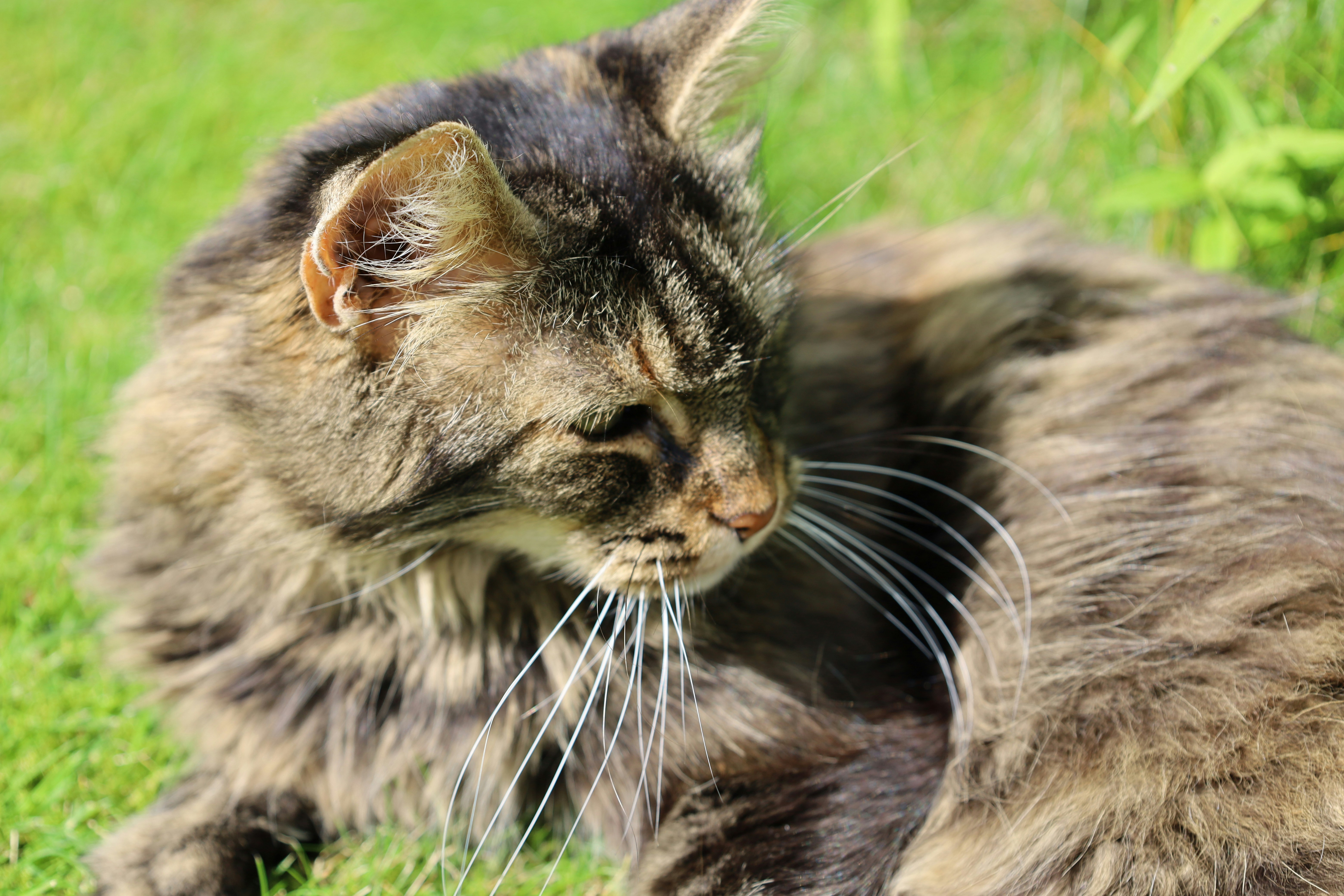 eine Katze, die im Gras sitzt und etwas anschaut