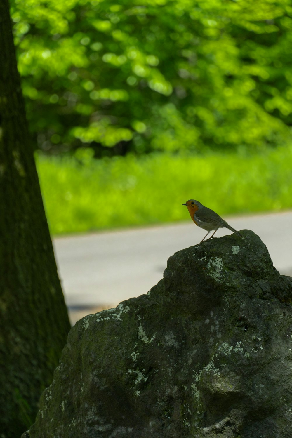 a small bird sitting on top of a rock