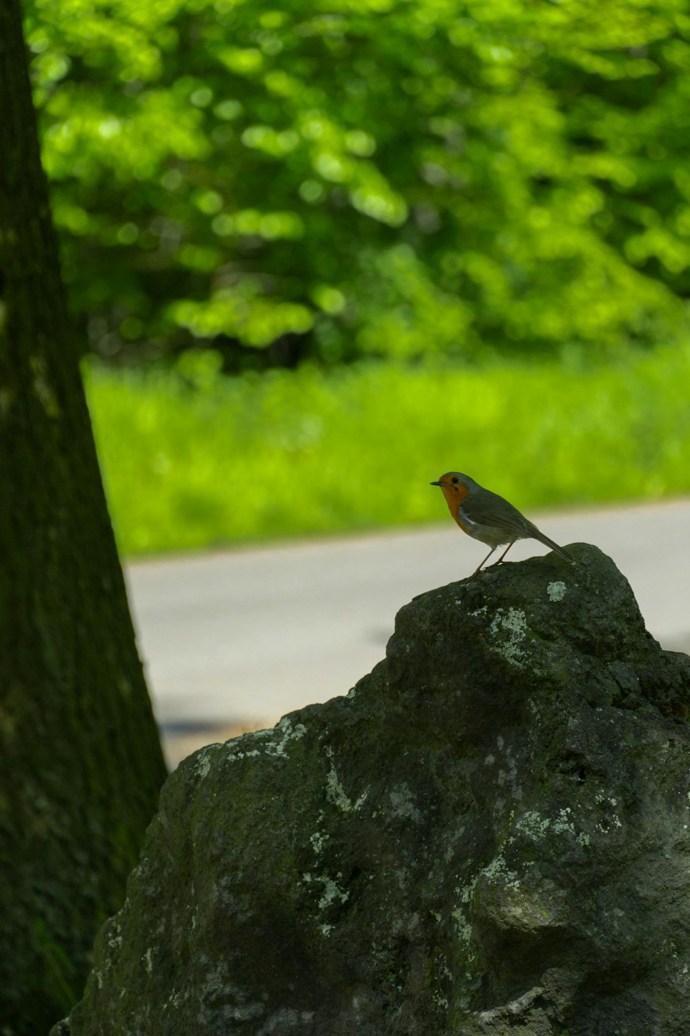 un uccellino seduto in cima a una roccia