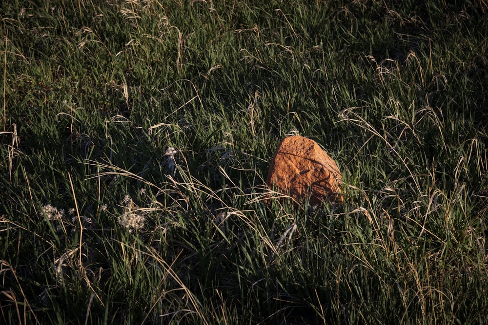 a rock in the middle of a grassy field
