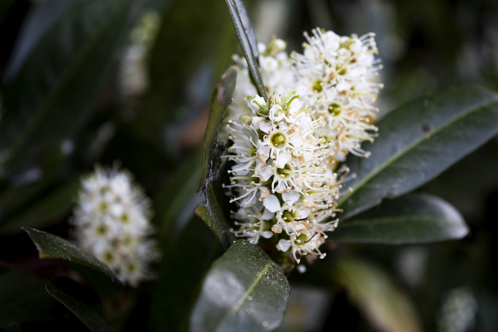 a close up of a flower on a tree