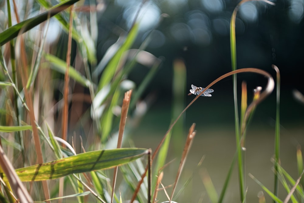 a dragon flys through the tall grass