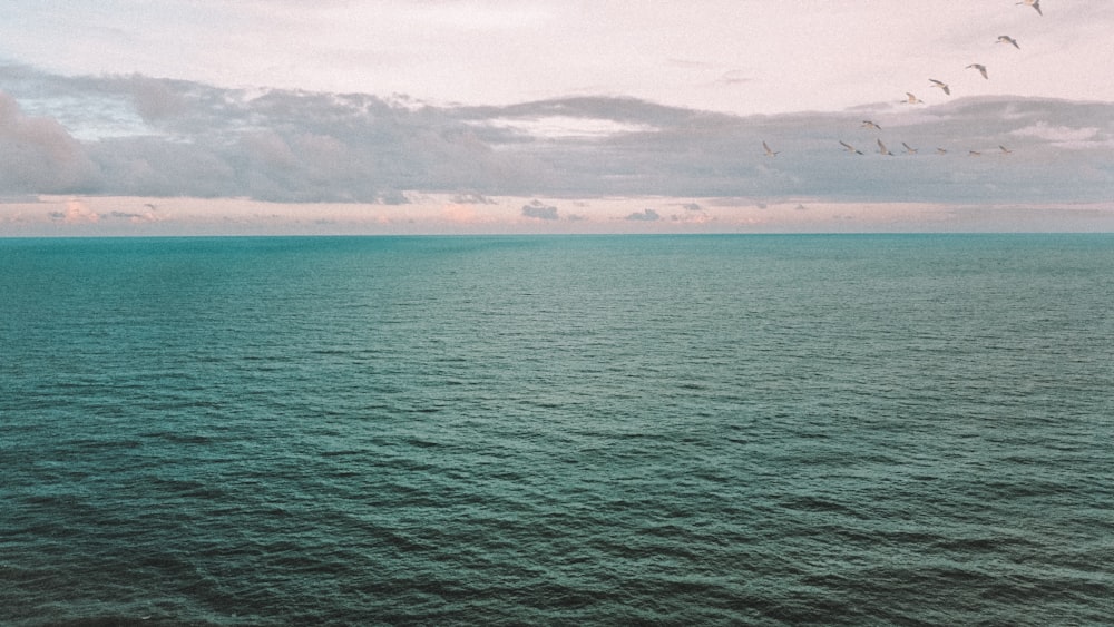 a flock of birds flying over the ocean