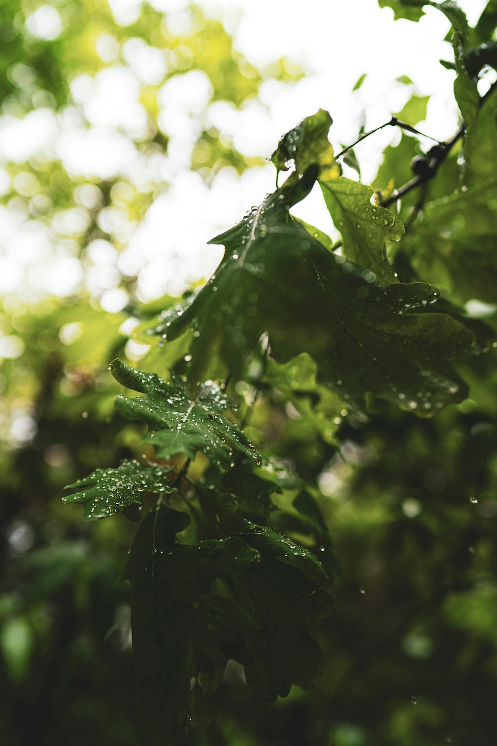 a green leafy tree with water droplets on it