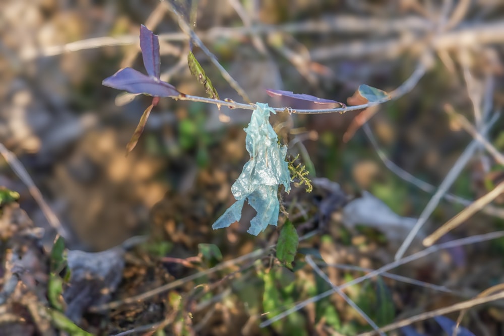 a plant with a blue substance attached to it