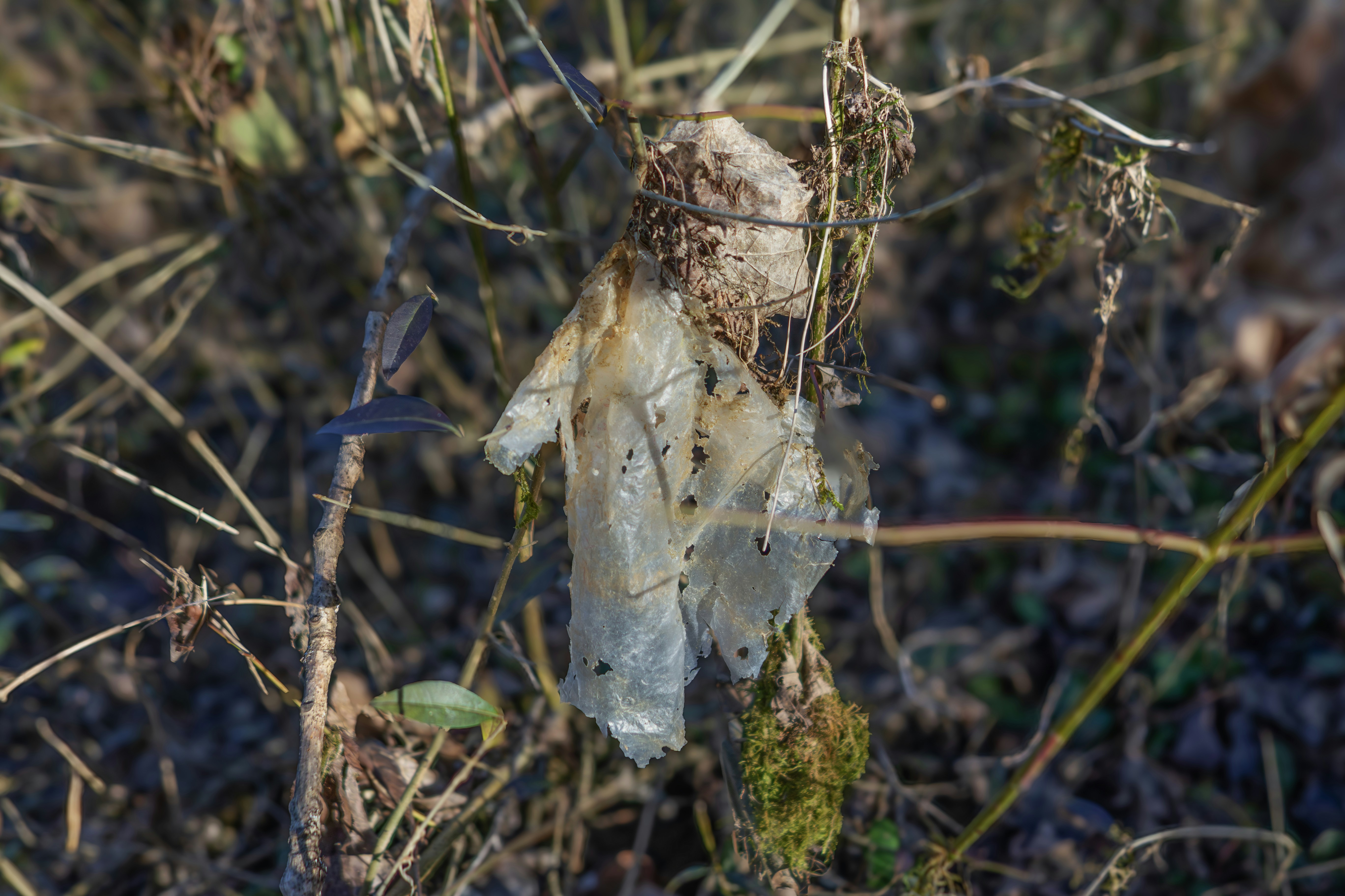 ein Stück Plastik, das auf einem mit Blättern bedeckten Boden sitzt