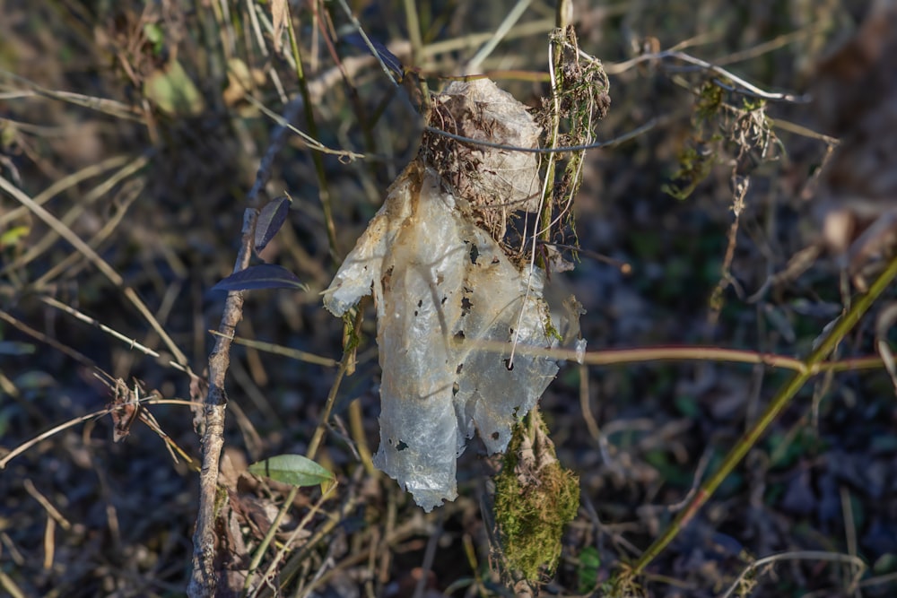 a piece of plastic sitting on top of a leaf covered ground